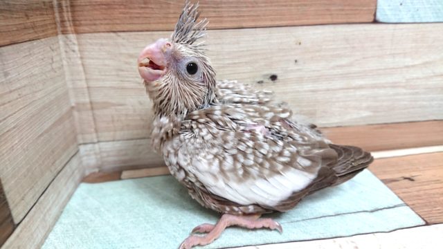 左右に揺れて～ご飯の催促～～　オカメインコ　ホワイトフェイスシナモンパール