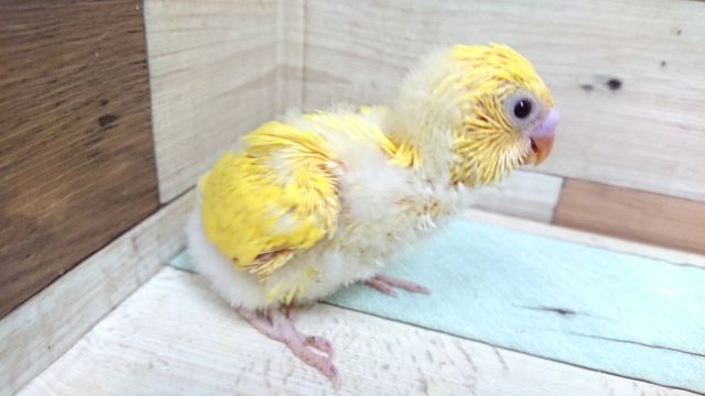 イエローばでぃの黒目さん♬　セキセイインコ　ダブルファクター