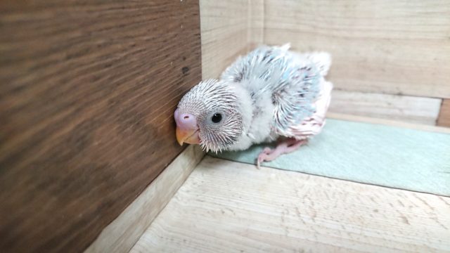 翼広げると分かるｷﾚｲさっ　セキセイインコ　スパングルパイド～～