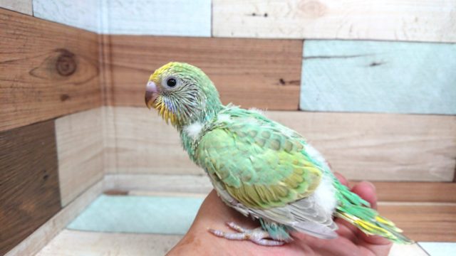 エメラルドがｷﾚｲです☆　セキセイインコ　パステルカラーレインボー