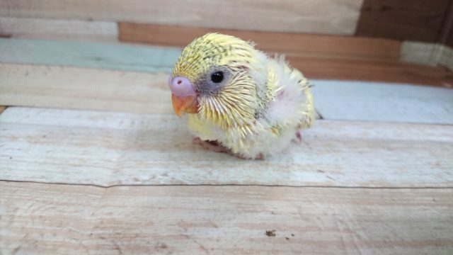 大福もちのような。。セキセイインコ　パステルカラーハルクィン