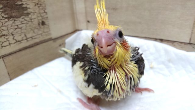 笑顔に癒しをいただきましょう！　　オカメインコ　パイドでｺﾞｻﾞｲﾏｽ～