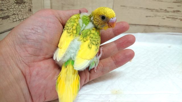 もう。。ｷﾚｲです☆　ホントにねぇ～～　セキセイインコ　スパングルパイド