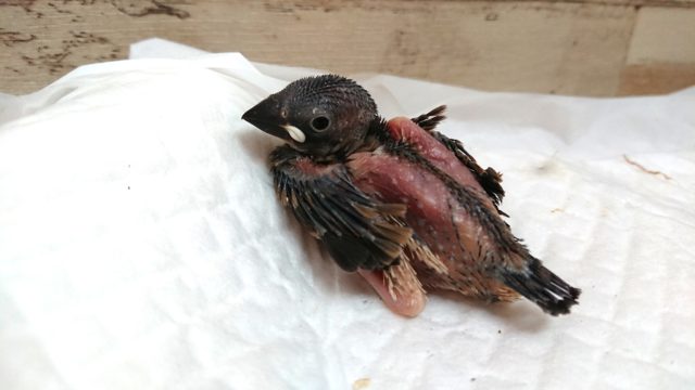 定番人気のヒナさん～　　　桜文鳥です♪