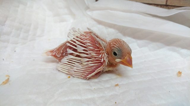 真っ白にそだて～～　白文鳥のヒナでｺﾞｻﾞｲﾏｽ～～