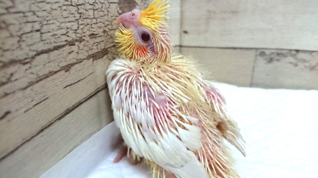 もじもじタイプ。オカメインコ　ルチノーになります！　2021　6月4日