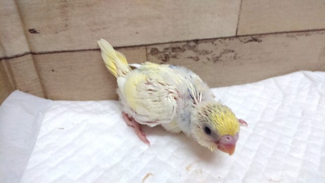 片羽根の大きなブルーがポイント！セキセイインコ　パステル～　2021　6月3日