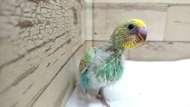 ほっこり♪セキセイインコ　パステルカラーレインボー　2021　6月3日