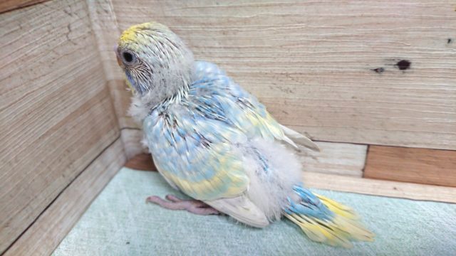 暑さもふっとぶ　さわやかさっ　セキセイインコ、パステルレインボー