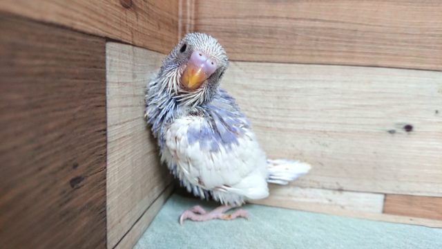 最近、人気上昇中～～　セキセイインコ　スパングルパイド～～