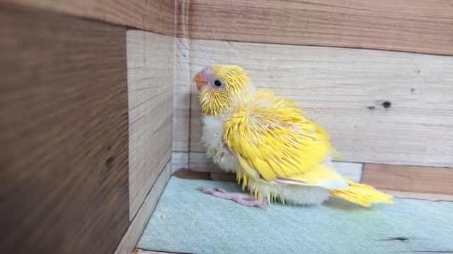 猛ダッシュ！！が特技？？セキセイインコ　ダブルファクター