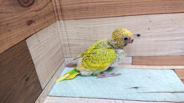 新緑カラーですね～　セキセイインコ　スパングル～～