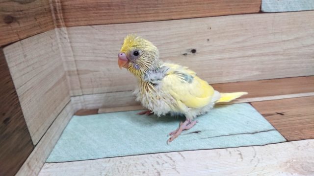 ダントツ！ｷﾚｲ～～☆　セキセイインコ　パステルレインボーパイド