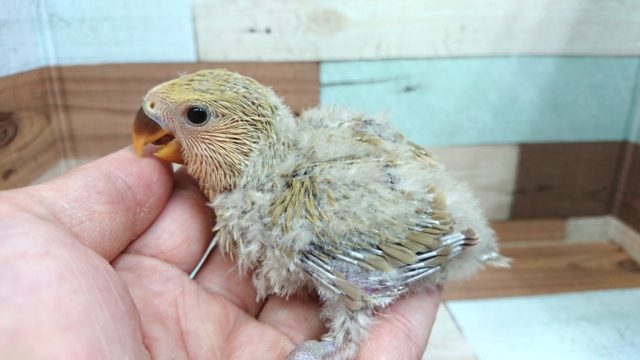 落ち着きあるカラーです☆コザクラインコ　シナモン～～