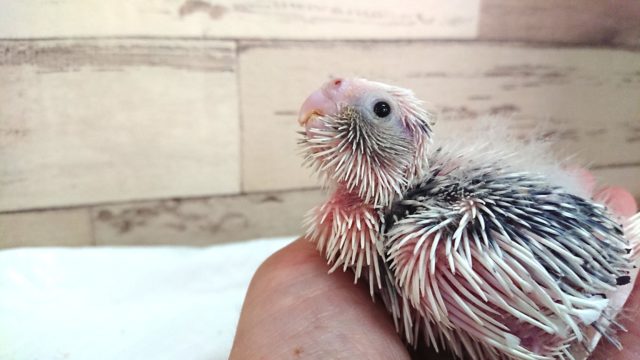 白いお顔のオカメインコ。　ホワイトフェイスパイドになります！