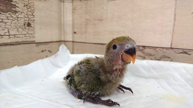 安定の甘えっぷり♪　コザクラインコ　　　ノーマルです！
