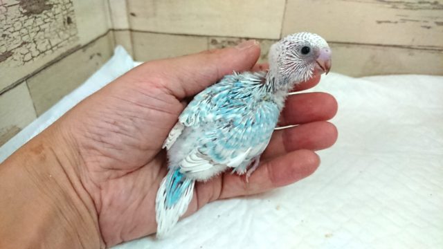 ドヤ顔が可愛いんです♪　セキセイインコ　スパングル〜〜