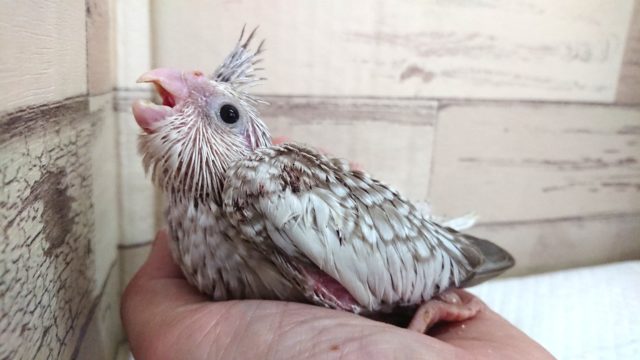 白いお顔のオカメインコ、ホワイトフェイスシナモンパール 2021 ６月１０日
