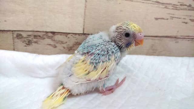 笑顔が可愛いコ♪ セキセイインコ パステルレインボーパイド 2021 ６月１０日