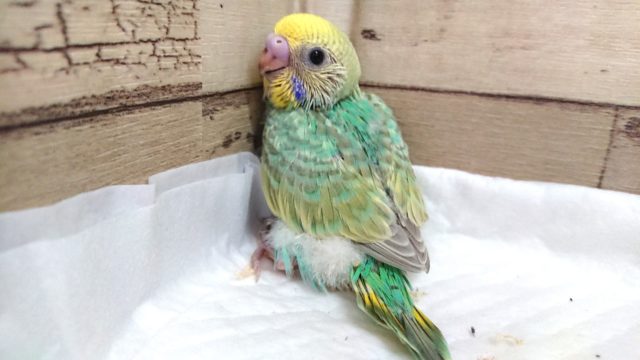 グリーンがｷﾚｲ☆ セキセイインコ パステルカラーレインボー 2021 ６月１０日