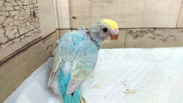 ｽﾃｷなカメラ目線。セキセイインコ　レインボーになります！　2021　６月１０日