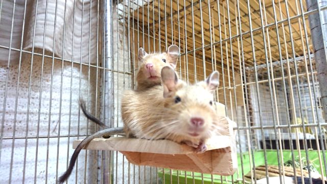 ゆるさ全開。。サンドデグー　女のコ〜〜