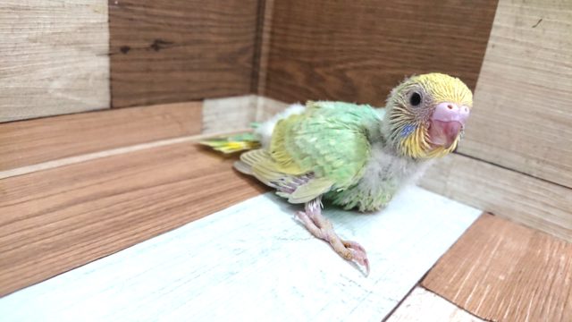 エメラルドグリーンがｷﾚｲなセキセイインコ　パステルレインボー