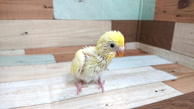 実際に会っていただけたら。。　セキセイインコ　クリーム