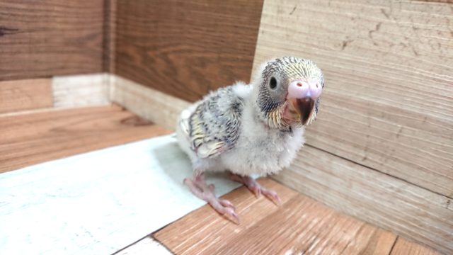 将来のカラーが楽しみですよっ　セキセイインコ　パステルオパーリン