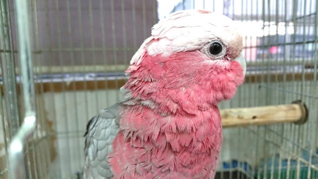 ピンクが目印☆　モモイロインコ～～