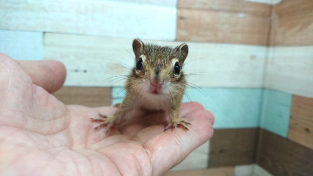 かなりおススメのシマリス！再度入荷！！