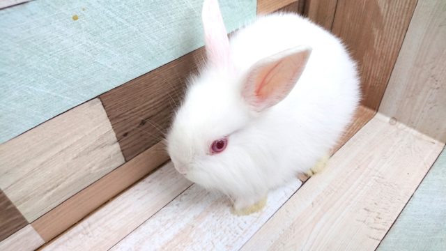 真っ白、赤目さん☆ライオンラビット アルビノになりますっ