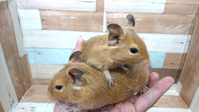 なかよしコンビ♪  デグー サンドになりますっ