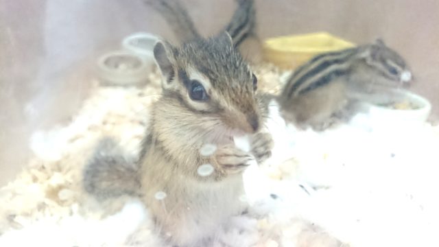 シマリス♪♪いたっ☆☆