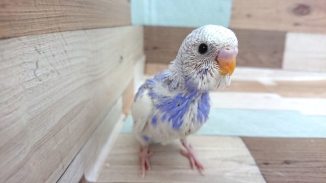 モデルっぽい？セキセイインコ　パイドになります～～