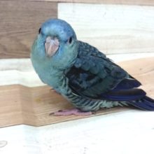 宝石っぽいねっ！サザナミインコ　コバルト～～