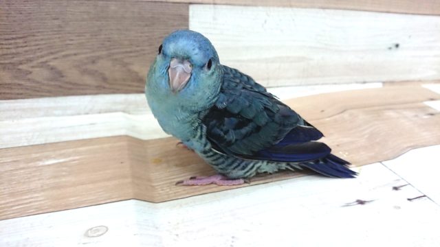 宝石っぽいねっ！サザナミインコ　コバルト～～