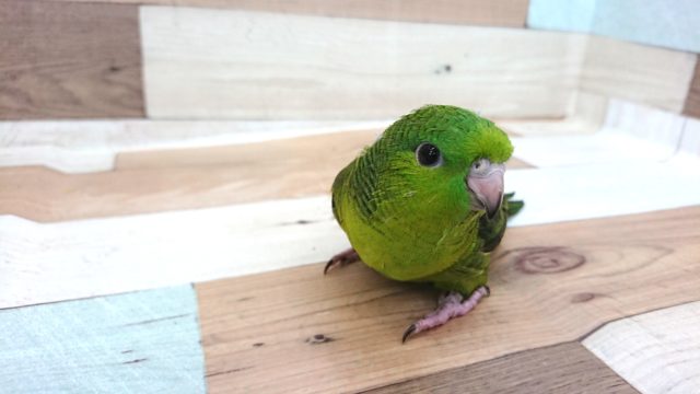 まずはノーマルカラーが良いのかな？？サザナミインコ～～
