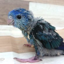 宝石の原石。。？？サザナミインコ　コバルトですーー