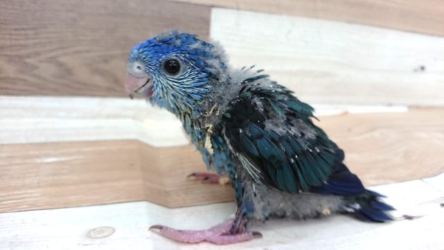 宝石の原石。。？？サザナミインコ　コバルトですーー