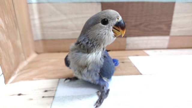 目指せ！らぶらぶバード～～コザクラインコ　バイオレット☆