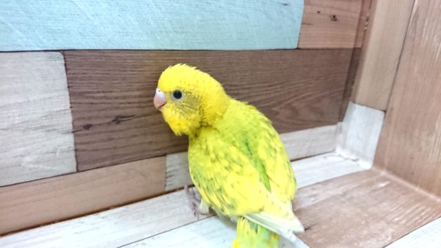 タンポポっぽいカラーです♪　セキセイインコ　スパングル
