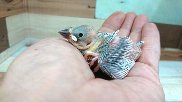 安定の無表情。。そこがポイント！シルバー文鳥～～