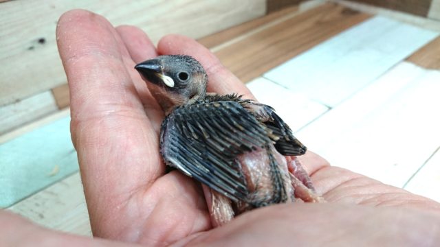 時期的に貴重な存在に。。。桜文鳥～～