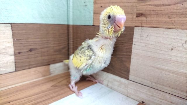 レアカラーです☆　セキセイインコ　パステルレインボースパングル