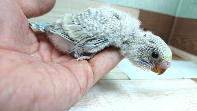 不思議な色です。。セキセイインコ　レインボースパングル～