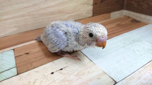 落ち着きあるカラーのコ！セキセイインコ　スパングル～～