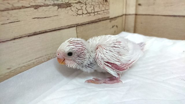 もそもそ。。ゆるい系？？セキセイインコ　ダブルファクター