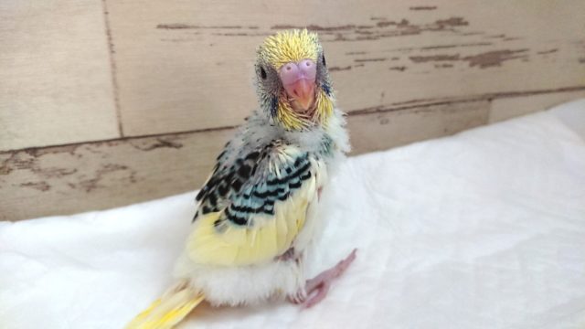 ちょっとﾚｱカラー☆　セキセイインコ　パステルオパーリンパイド～～