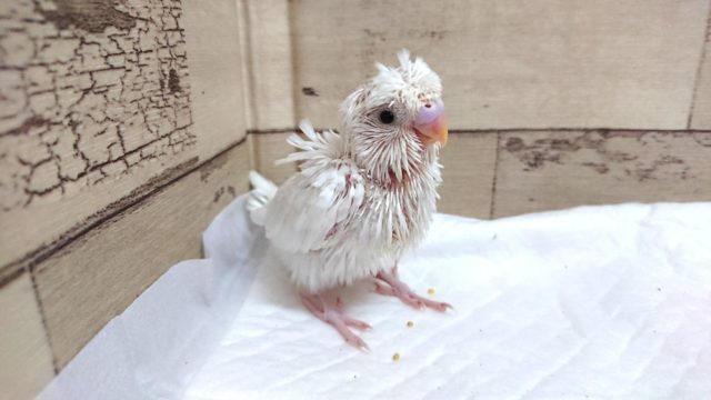 美白さんです♪　羽衣セキセイインコ　ダブルファクター　2021　6月25日　